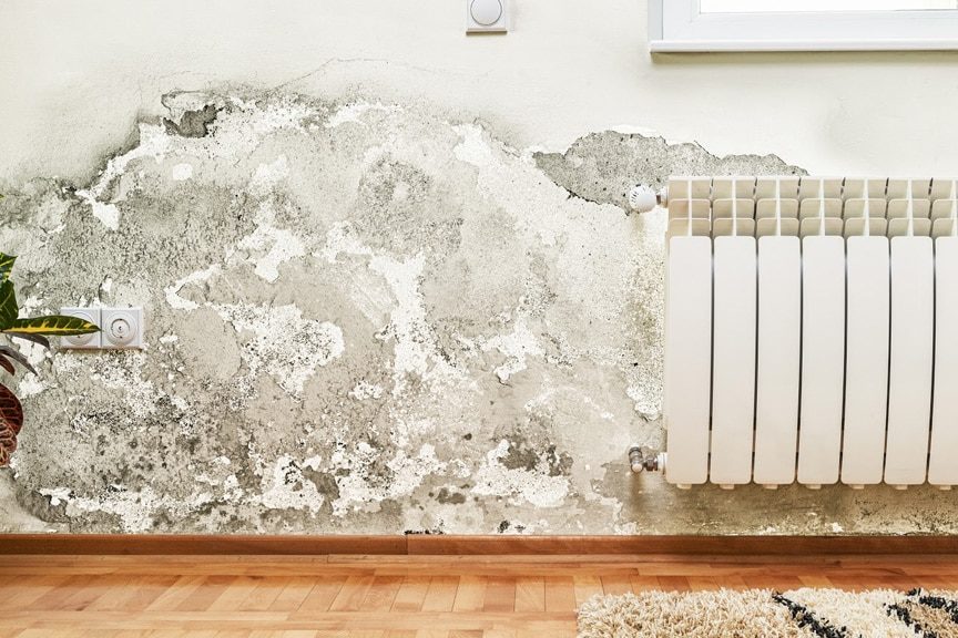 mold removal after water damage