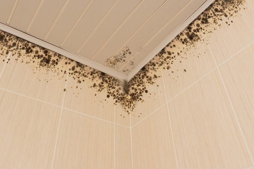 Mold-Cleaning-Companies-blog-size Mold Cleaning Companies