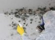mold remediation services in Idaho