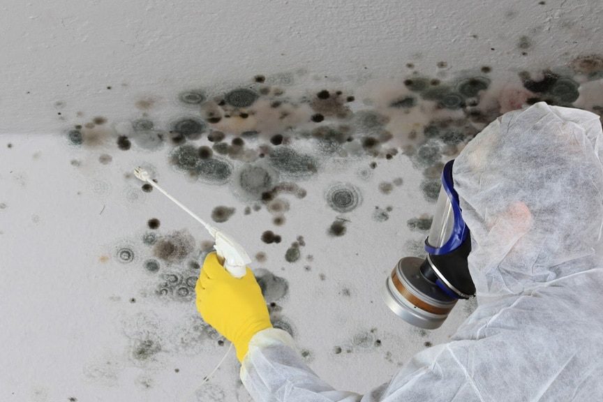 mold remediation services in Idaho