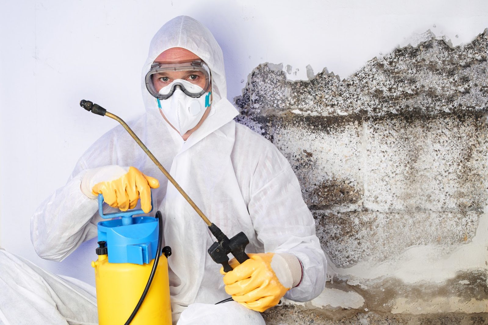 affordable mold removal affordable mold removal