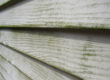green mold mildew on wood