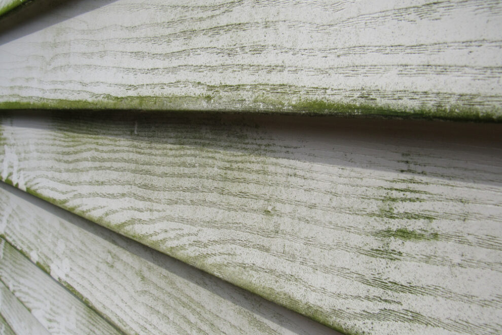 green mold mildew on wood