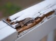 Wood rot from water damage