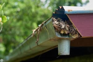 Clogged gutters