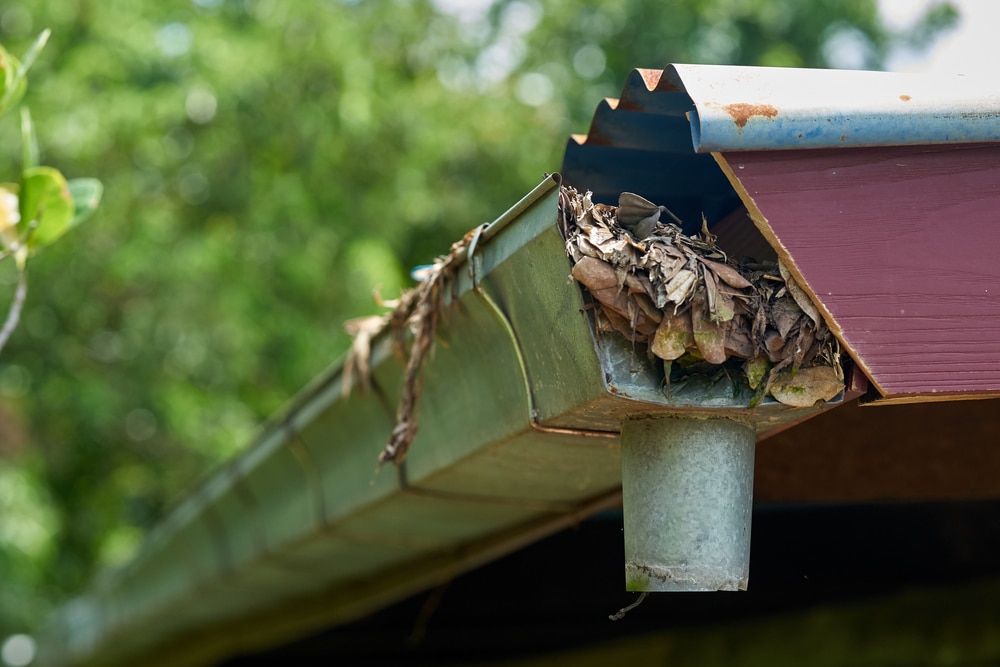 Clogged gutters