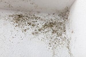 Stachybotrys (Black Mold) on walls