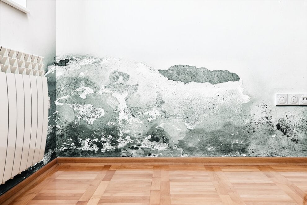 Mold after water damage