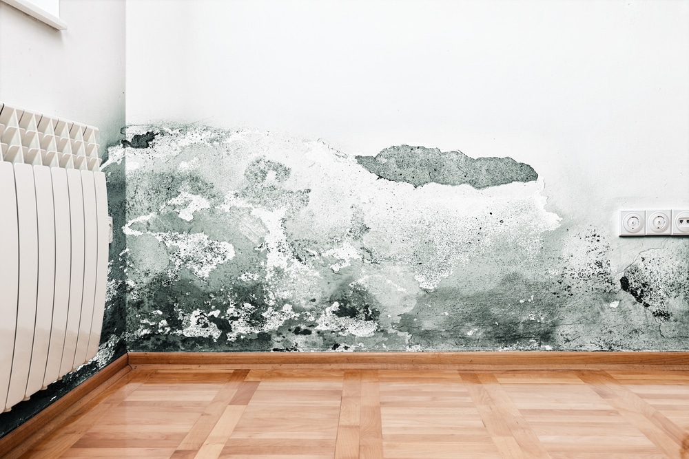 Mold after water damage